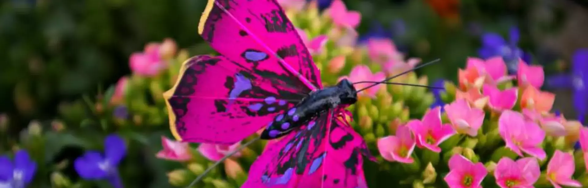 Butterfly Keon Garden Centre