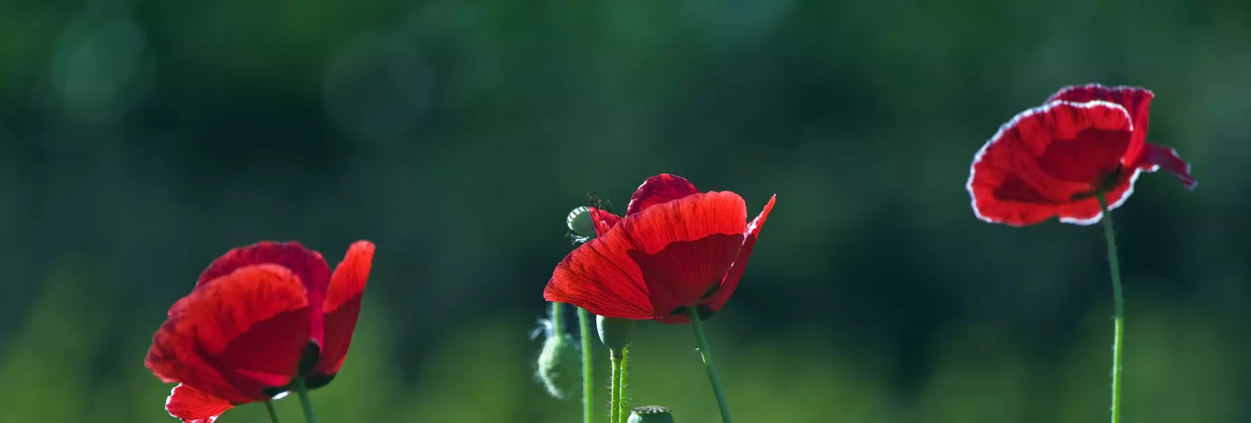 Keon Garden Centre - poppy flower Keon Garden Centre