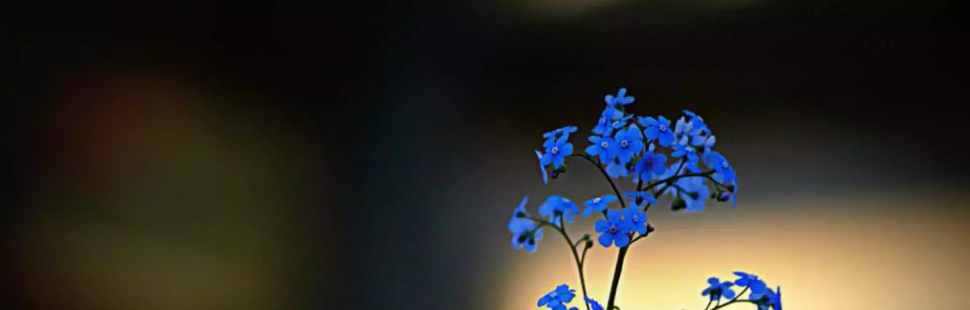 Perennial brunnera Keon Garden Centre