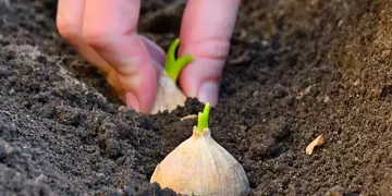 Seed and bulbs